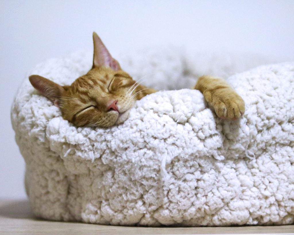 A cat enjoying a routine nap.